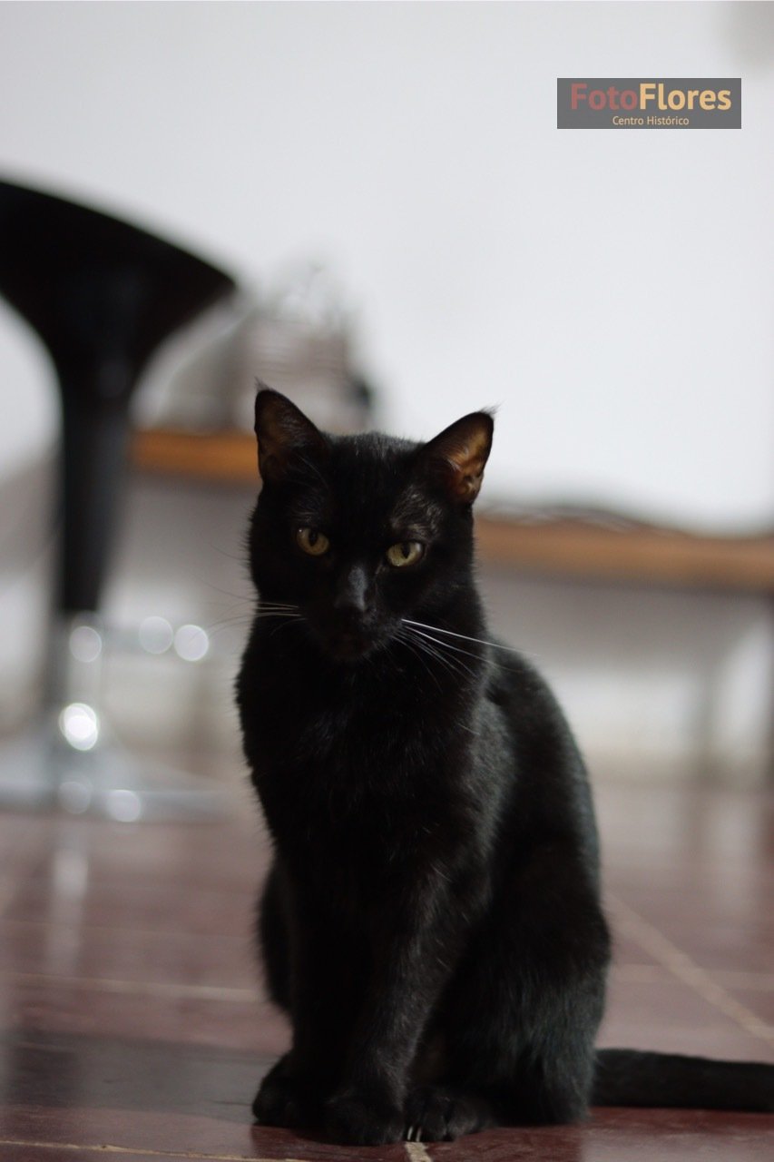 Gato Foto Flores